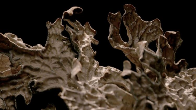 Free your mind with this meditative short doc on lichen and life